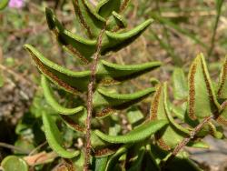 Pellaea calidirupium. Abaxial surface of fertile frond showing appressed scales on the rachis.
 Image: L.R. Perrie © Leon Perrie CC BY-NC 3.0 NZ